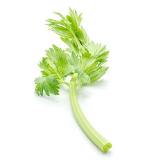 Fresh celery leaves isolated on white background