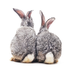 Baby rabbits. © voren1