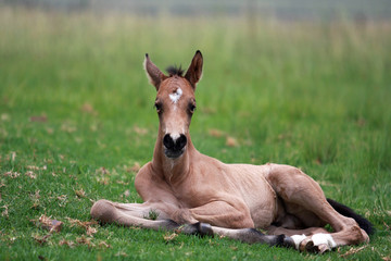 Obraz na płótnie Canvas Buskskin foal lying in meadow