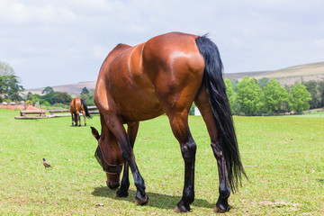 Obraz premium Horses Two Field Outdoors