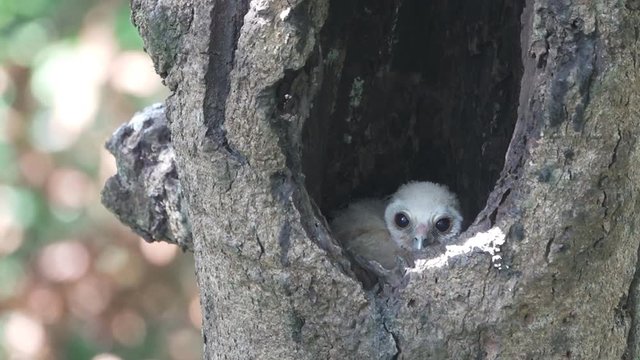 Bird spotted chick owl inside nest in tree hole