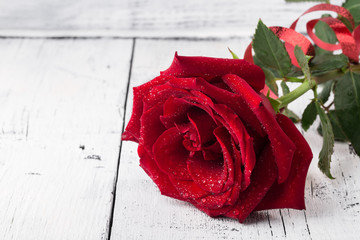 Single red rose with water drops on white wooden background