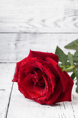 Single red rose with water drops on white wooden background