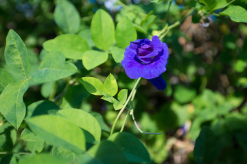 Butterfly pea or Blue pea vine flower
