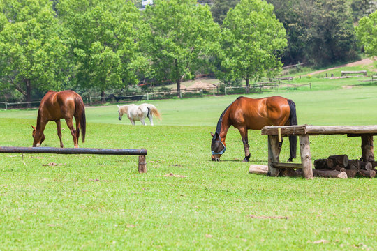 Horses Three Field Outdoors
