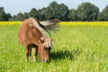 Shetlandpony