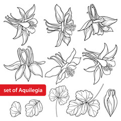 Vector set with outline ornate Aquilegia or Columbine flower, bud and leaf in black isolated on white background. Perennial flower Columbine in contour style for summer design and coloring book.