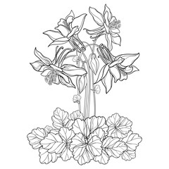 Vector bouquet with outline ornate Aquilegia or Columbine flower, bud and leaf in black isolated on white background. Perennial flower Columbine in contour style for summer design and coloring page.