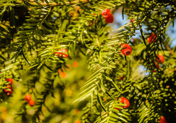 Naklejka na ściany i meble Taxus baccata European yew is conifer shrub with poisonous and bitter red ripened berry fruits