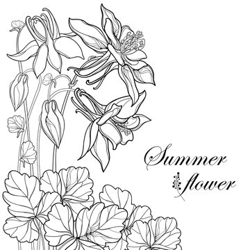 Vector bouquet with outline Aquilegia or Columbine flower, bud and leaf in black isolated on white background. Corner composition with contour ornate Aquilegia for summer design and coloring book.