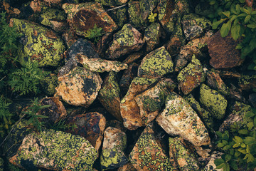 Textured stones covered with mosses and lichens are scattered chaotically. View from above.