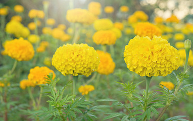 Lots of beautiful marigold flowers in the garden. The flower symbolizes the king of Thailand.