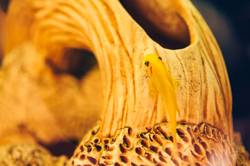 Gyrinocheilus aymonieri on the decorative ship in the aquarium. Yellow fish. Catfish.