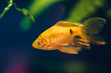 The barbus floats in the home aquarium close up. Beautiful aquarium goldfish.