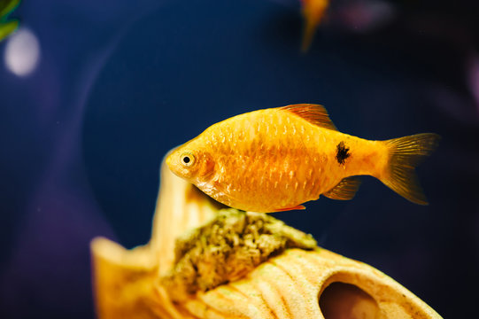 The barbus floats in the home aquarium close up. Beautiful aquarium goldfish.