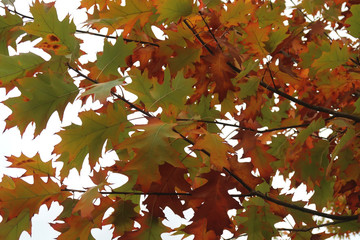 Oak leaves