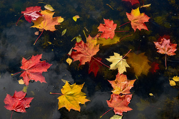 Colorful yellow and red maple leaves floating on the water surface. Autumn leaves in the river.