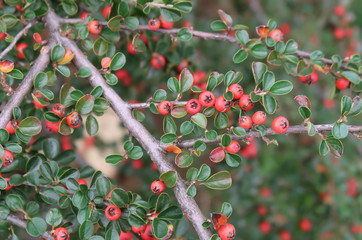 Hawthorn berries
