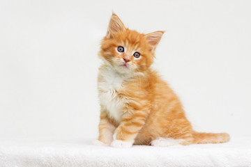 small red striped kitty Maine Coon looks