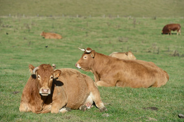 vache elevage agriculture Ardennes Wallonie paysage nature vert bio agriculteur bovin lait viande veau