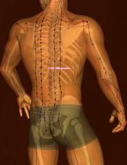 Drawing Acupuncture Point with Skeleton GV7 Zhongshu, 3D Illustration, Brown Background