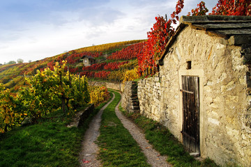Weinberge im Herbst