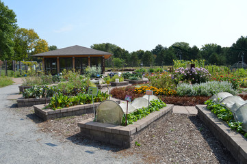 Vegetable beds in the garden