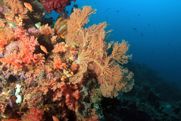 Fototapeta na wymiar Colorful Coral Reef against Blue Water. Dampier Strait, Raja Ampat, Indonesia
