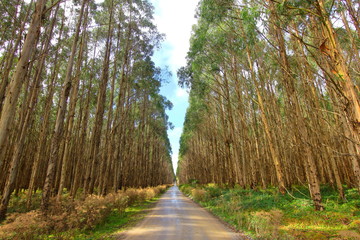Stunning road, Tasmania