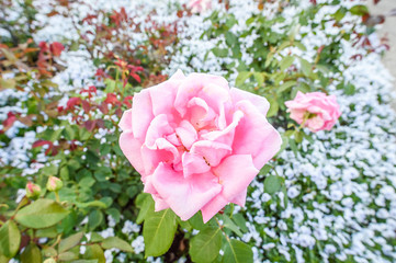 rose (blackberry nip) in a garden