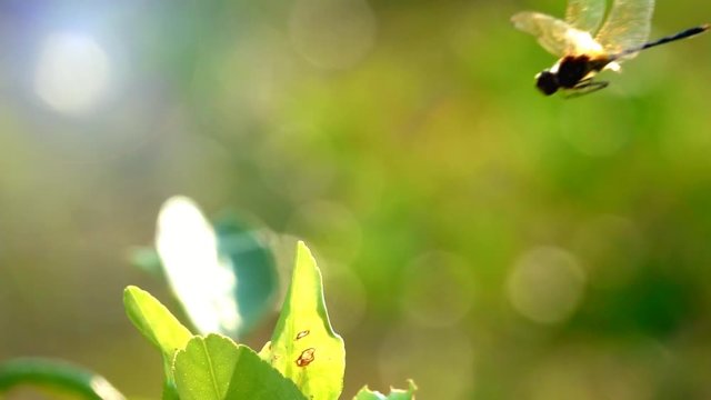 Slow motion beautiful yellow black dragonfly flying catch on tree in beautiful morning sunrise and sunshine. Adult is characterize large multifaceted eyes two pairs of strong transparent wings colored