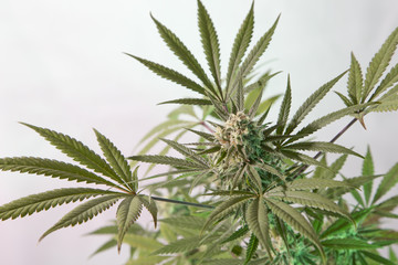 Marihuana cannabis medicin weed