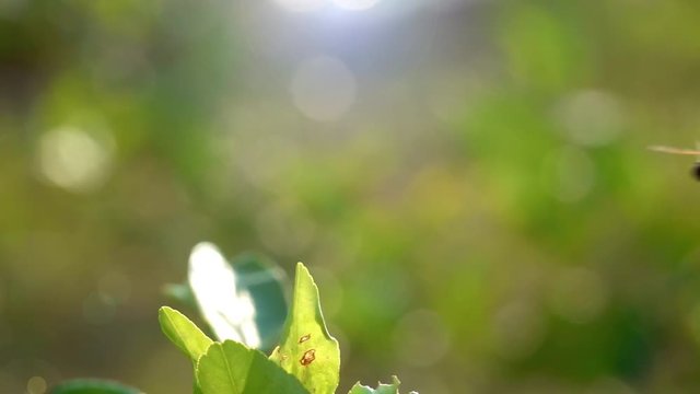 Slow motion beautiful yellow black dragonfly flying catch on tree in beautiful morning sunrise and sunshine. Adult is characterize large multifaceted eyes two pairs of strong transparent wings colored