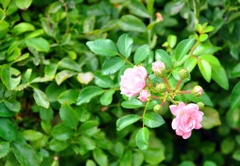 flowering bush with pink flowers