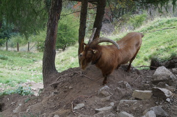 Geißbock