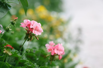 Natural summer background. Pink geranium