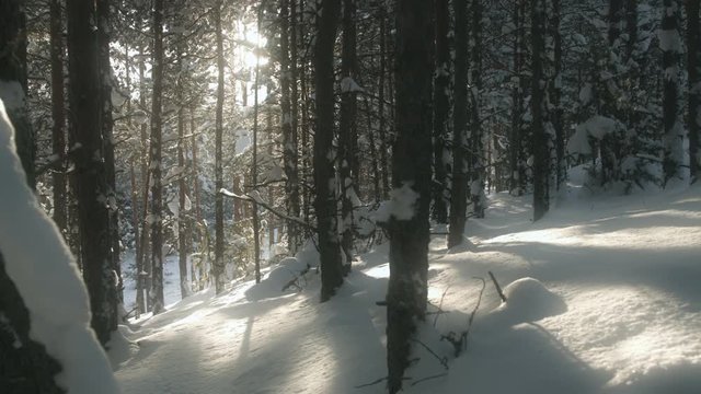 Winter wonderland in wild snowy forest. Low angle dolly shot. Sun shining and flaring behind the snowy trees making long shadows to the ground.
