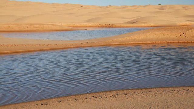 Oasi tra le dune di sabbia del Sahara 