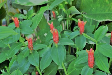 Flower red Costus woodsonii or Dwarf ipstick.