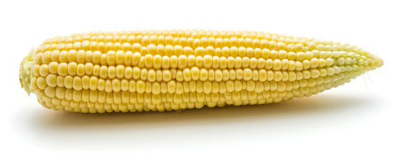 One fresh corn isolated on white background