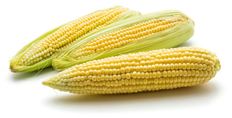 Three fresh corn isolated on white background