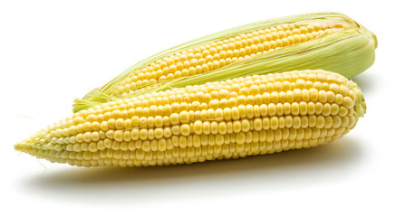 Two fresh corn isolated on white background