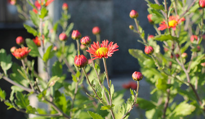 ornamental cultivar of Aster flowers with pink and yellow blooms