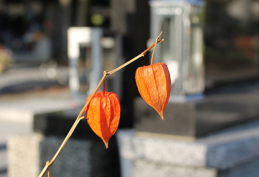 close photo of orange fruits of ornamental plant Chinese lantern (Physalis alkekengii) on the cemetery