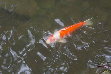 Koi carp in the water.