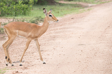 Deer crossing the road