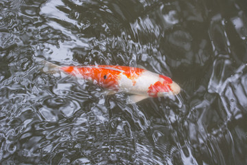 Koi carp in the water.