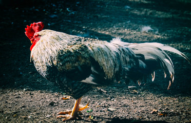 Roster portrait close up. Grey cock on the farm. © Alice Fox