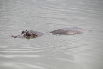 Floating Hippo