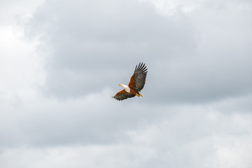 Soar Like An Eagle